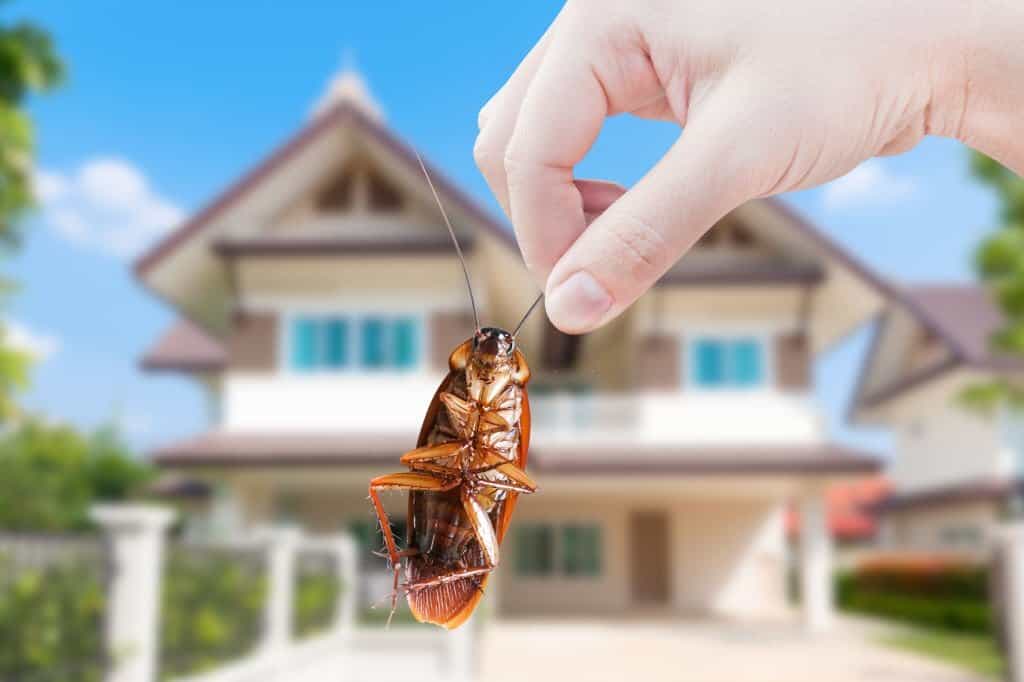 Residential Pest Control for cockroach extermination