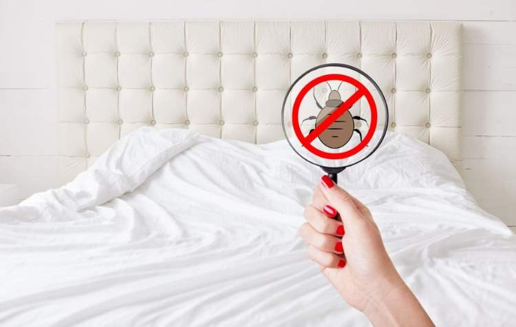 Bed Bug Control and Extermination Pest Control