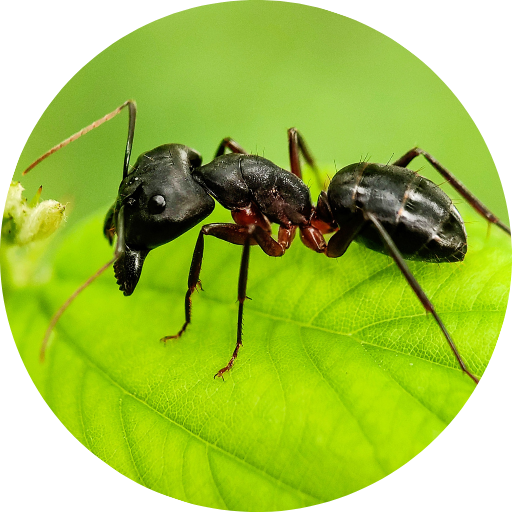 Ant Control and Extermination