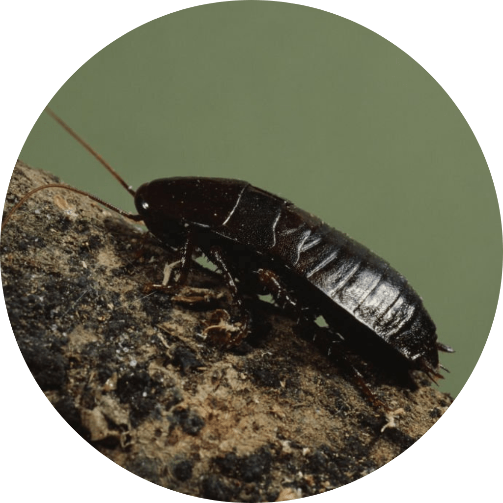 Oriental Cockroach Control and Extermination Pest Control