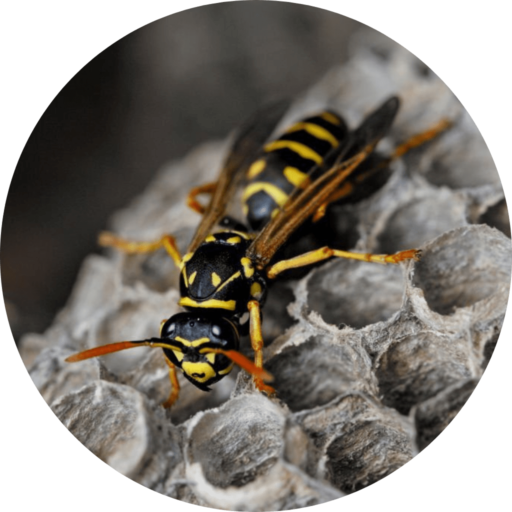 bees and wasp control