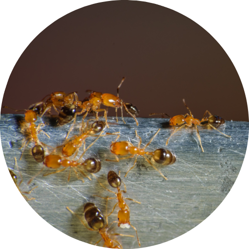 Ant Control and Extermination