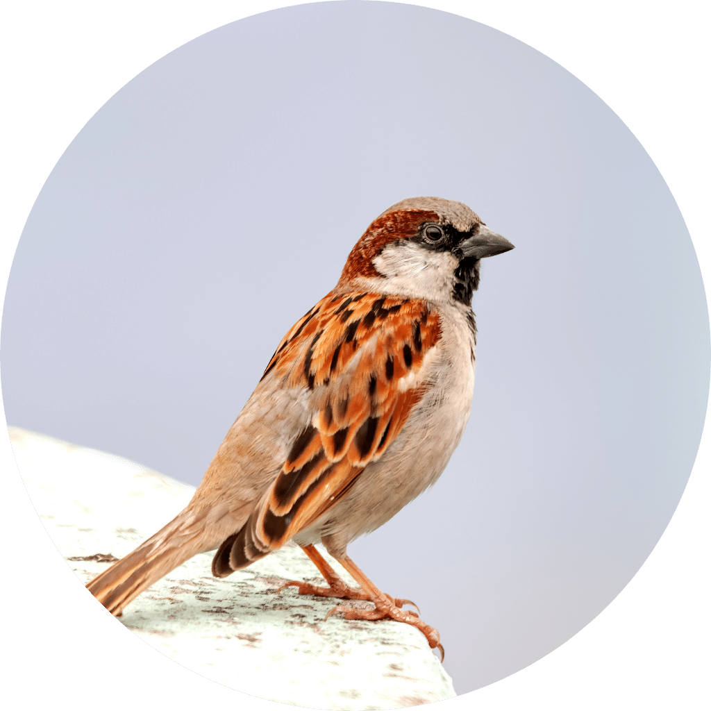 Bird Control | AQP Pest Control