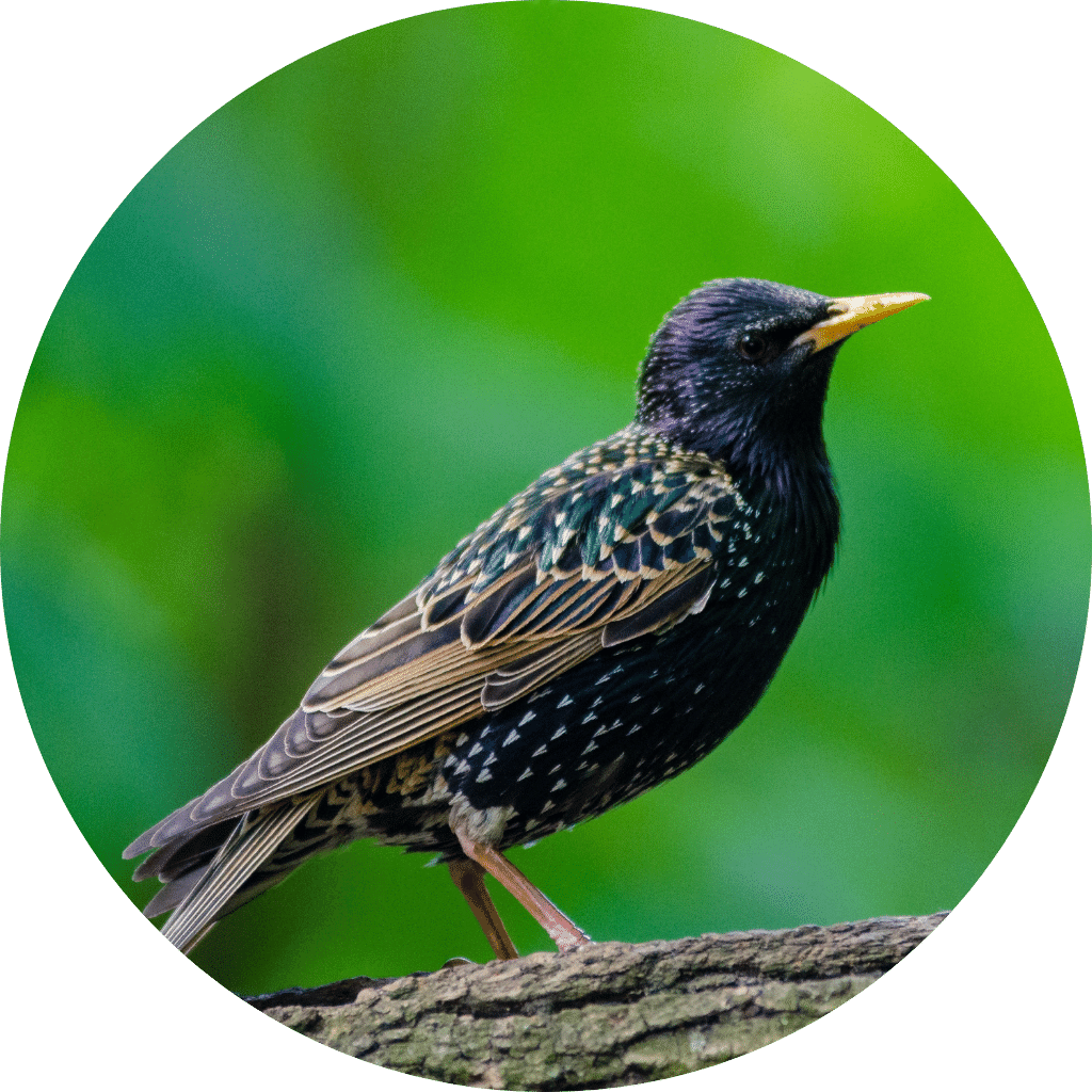 Bird Control | AQP Pest Control