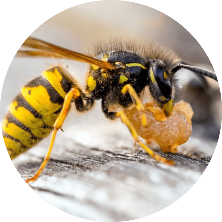 Bees and Wasp Control Toronto Ontario | AQP Pest Control