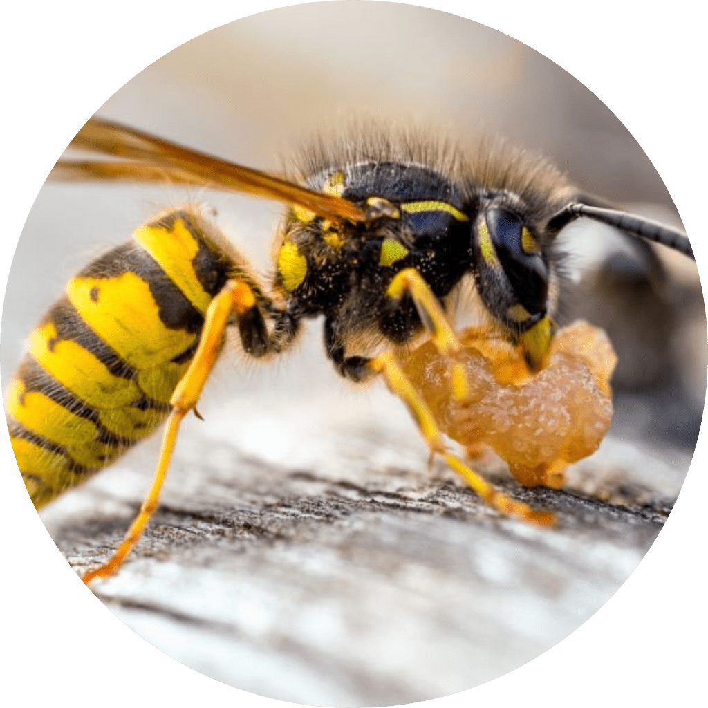 Bee nest removal near me and Extermination Pest Control