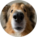 Bernie Rossel profile picture