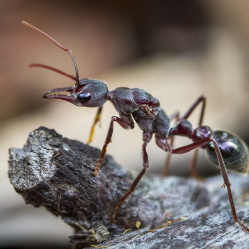 Ant Control and Extermination Pest Control Hamilton