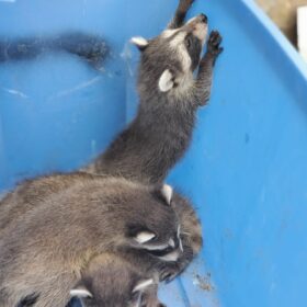 pest-control-services-raccoon-control-roof-extermination-exterminator-removal-canada-ontario-elora-on-ca