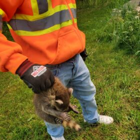 pest-control-services-raccoon-control-roof-extermination-exterminator-removal-canada-ontario-elora-on-ca