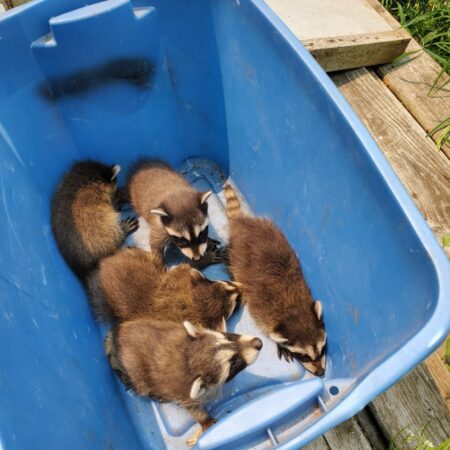 BabyRaccoon-Extermination-Control-Pest-Control-Ontario-Toronto-Canada-ON-CA