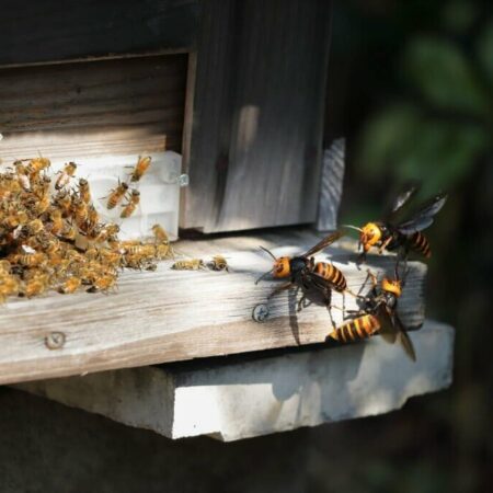 bees and wasp control