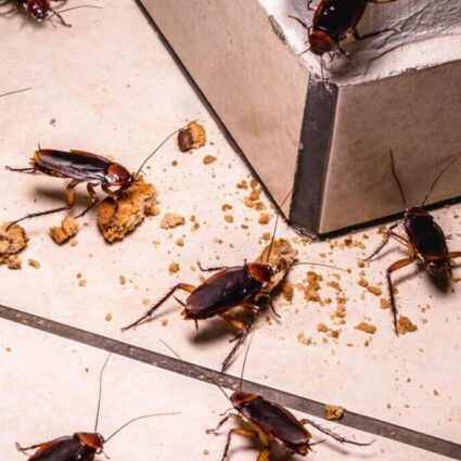 Cockroach Control and Extermination Pest Control Toronto Kitchener