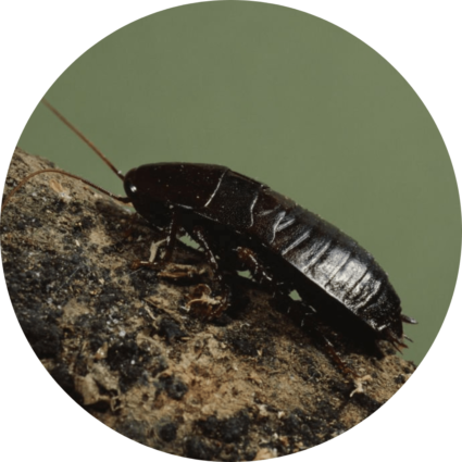 Oriental Cockroach Control and Extermination Pest Control