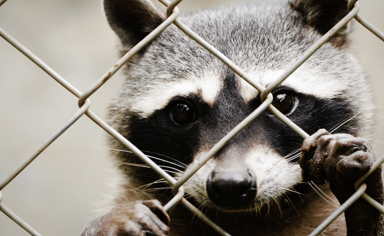 Raccoon Control and Extermination