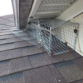 pest-control-services-raccoon-control-roof-extermination-exterminator-removal-canada-ontario-elmira-on-ca-squirrel-trap