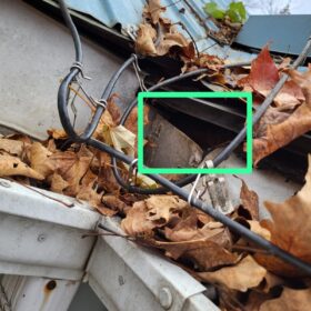 pest-control-services-raccoon-control-roof-extermination-exterminator-removal-canada-ontario-elmira-on-ca-squirrel-trap