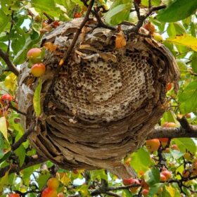 bees and wasp nest removal pest control oakville