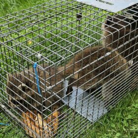 pest-control-services-raccoon-control-roof-extermination-exterminator-removal-canada-ontario-fergus-on-ca