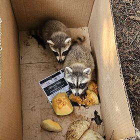 pest-control-services-raccoon-control-roof-extermination-exterminator-removal-canada-ontario-fergus-on-ca