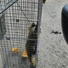 pest-control-services-raccoon-control-roof-extermination-exterminator-removal-canada-ontario-fergus-on-ca
