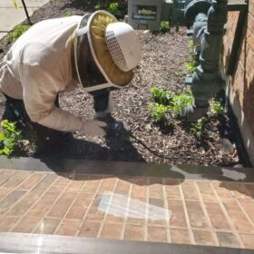 wasp-extermination-services-removal-services-canada-ontario-on-ca